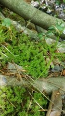 Atrichum altecristatum