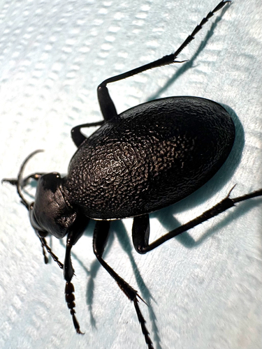 Leather Beetle