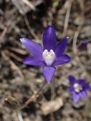 Brodiaea stellaris