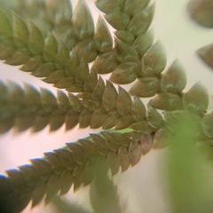 Selaginella involvens