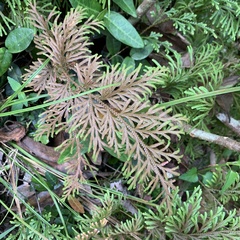 Selaginella involvens