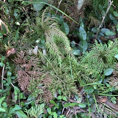Selaginella involvens