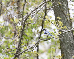 Cyanocitta cristata bromia
