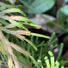 Selaginella involvens