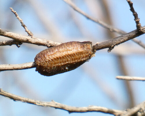 iNaturalist observation photo of Arizona Mantis