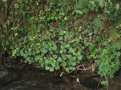 Heuchera longipetala orizabensis