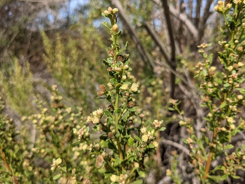 iNaturalist observation photo of coyote brush
