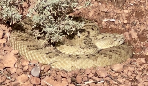Great Basin Rattlesnake