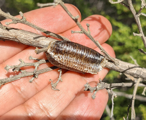 iNaturalist observation photo of Arizona Mantis