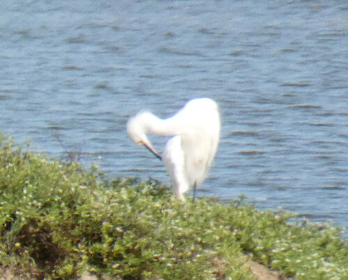 iNaturalist observation photo of Snowy Egret