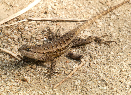 iNaturalist observation photo of Western Fence Lizard