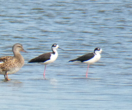 iNaturalist observation photo of Black-necked Stilt