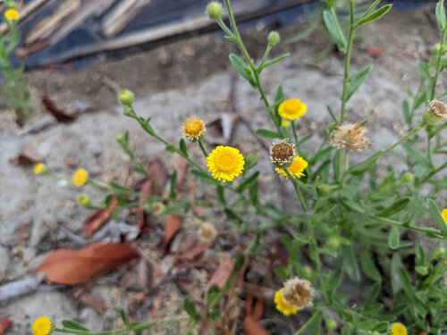iNaturalist observation photo of Spanish False Fleabane