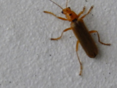 Lycocerus vitellinus
