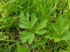 Geum vernum
