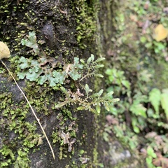 Selaginella aristata