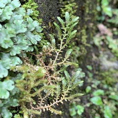 Selaginella aristata