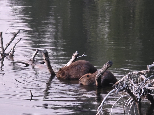 animal observation 3