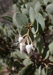 Arctostaphylos viscida pulchella
