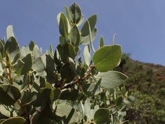 Arctostaphylos viscida pulchella