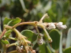 Arctostaphylos viscida pulchella