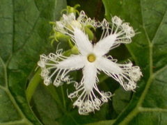 Trichosanthes cucumerina