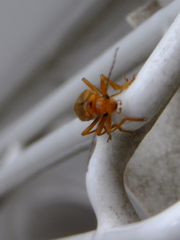 Lycocerus vitellinus