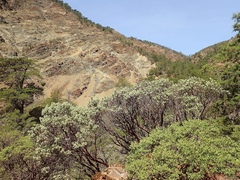 Arctostaphylos viscida pulchella