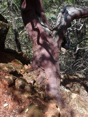 Arctostaphylos viscida pulchella