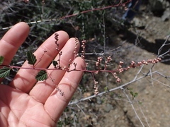 Holodiscus discolor cedrorum
