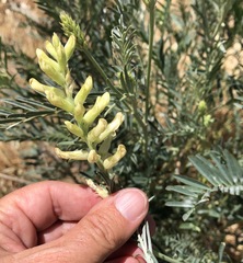 Astragalus asymmetricus