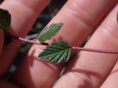 Holodiscus discolor cedrorum