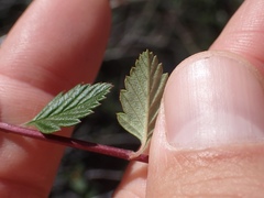 Holodiscus discolor cedrorum