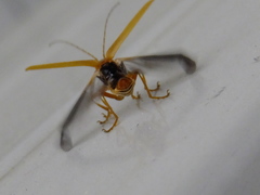 Lycocerus vitellinus