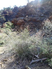 Holodiscus discolor cedrorum