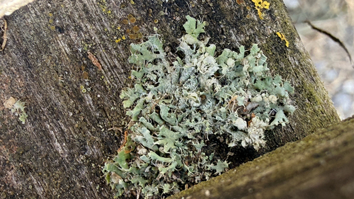 Hooded Rosette Lichen