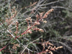 Holodiscus discolor cedrorum