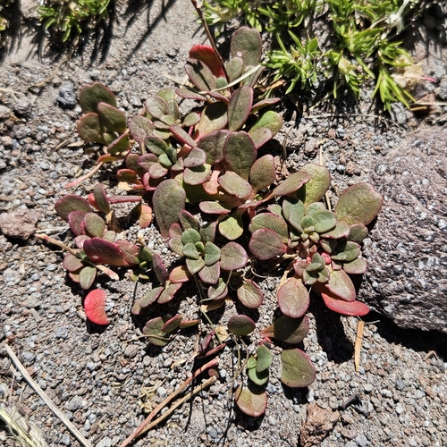 Calyptridium umbellatum, photograph 1