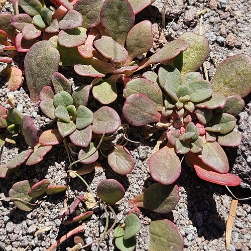 Calyptridium umbellatum, photograph 2