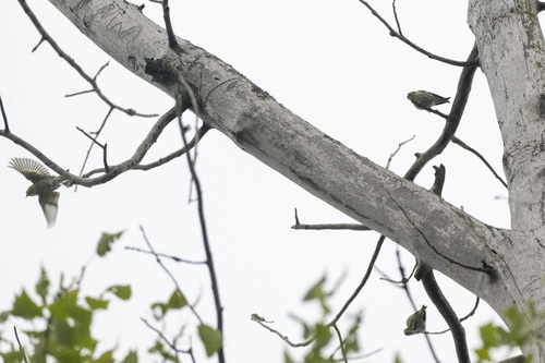 Eurasian Siskin