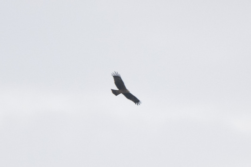 Black Kite