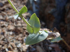 Streptanthus morrisonii
