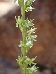 Platanthera leptopetala