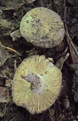 Amanita ananiceps