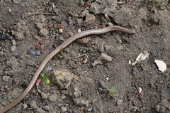 Anguis fragilis