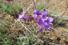 Penstemon gairdneri