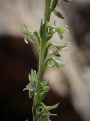 Platanthera leptopetala