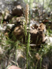 Carex mendocinensis