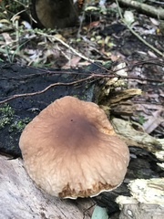 Cyclocybe parasitica