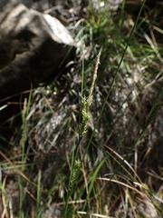 Carex mendocinensis